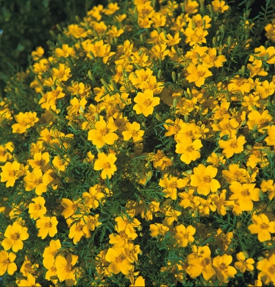 Picture of Tagetes Gem Types - Lemon